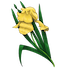 A golden iris